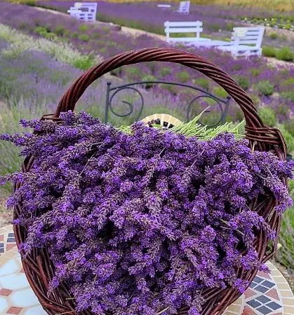 Lawendowy Zakatek Machowino- Blue Scent Ferienhaus *