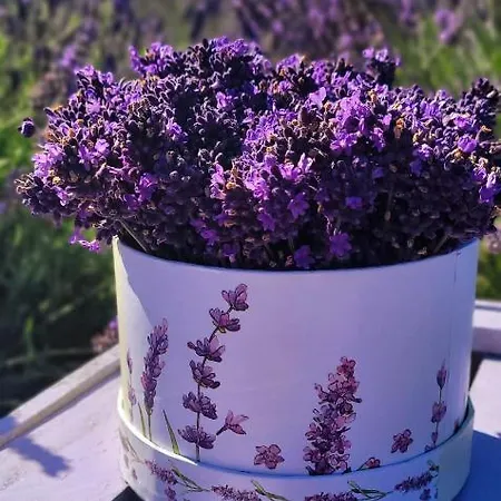 Lawendowy Zakatek Machowino- Blue Scent Stolpmünde