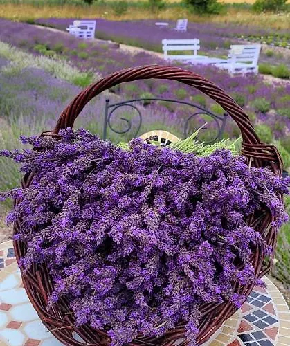 Lawendowy Zakatek Machowino- Blue Scent Дом отдыха *