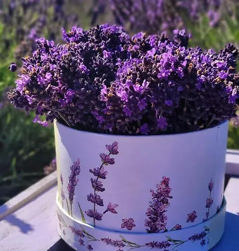 Lawendowy Zakatek Machowino- Blue Scent Устка